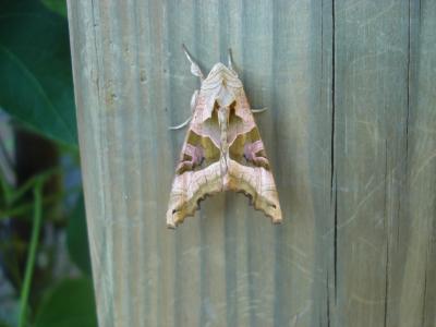 Schmetterling auf Holzbalken