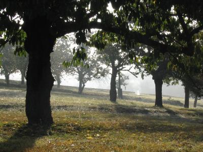 Herbstnebel