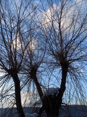 Zweige im Winterhimmel