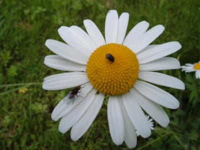 Blume mit Besuch