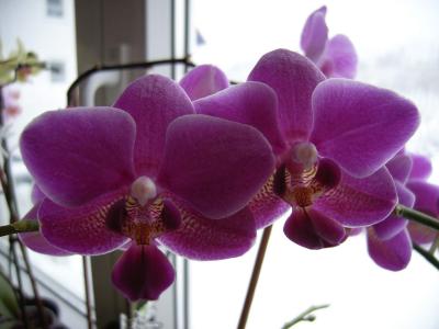 Orchidee 10