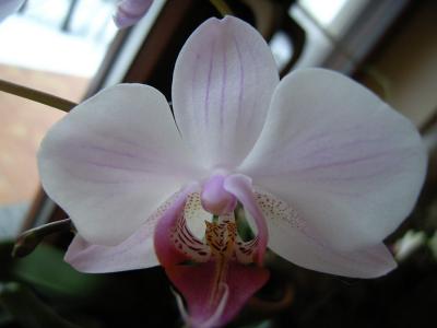 Orchidee 11