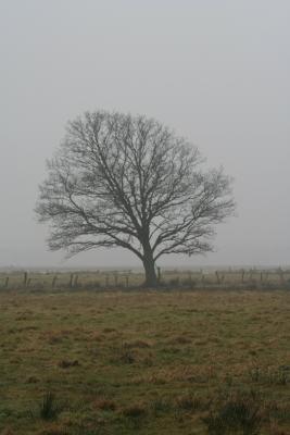 Baum in grauer Stimmung