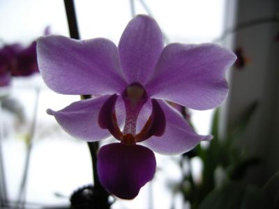 Orchidee 14