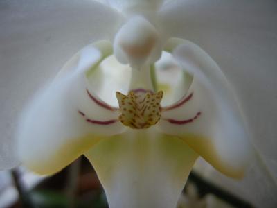 Orchidee 16