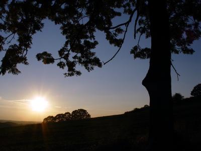Baum und Sonneuntergang