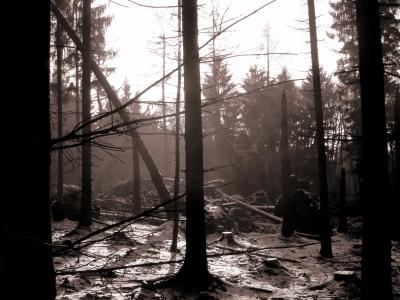 winterwald nach sturm