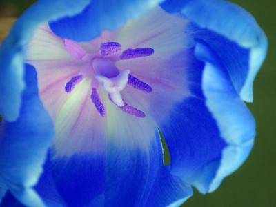 blaue tulpe