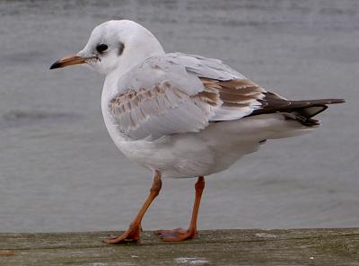 Möwe am Meer