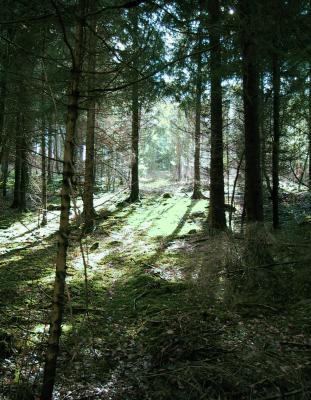 Lichter im Wald