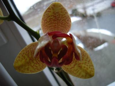Orchidee 17