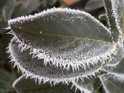 Blatt mit "Eiszähnen"