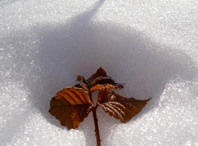 Ein Blatt im Schnee