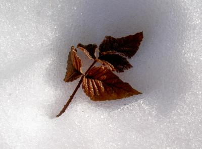 Ein Blatt im Schnee