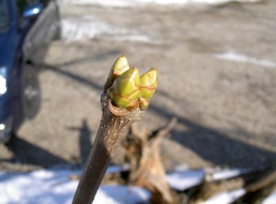 Erste Zeichen vom Frühling