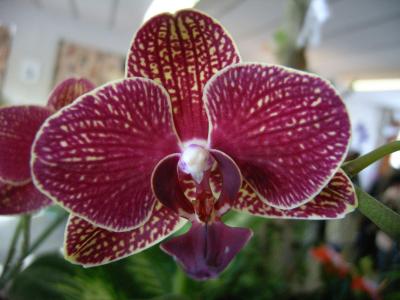 Orchidee 19