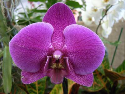 Orchidee 20