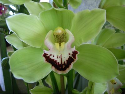Orchidee 32