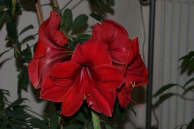 Amaryllis