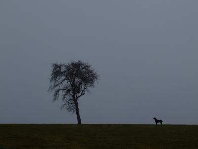Baum & Hund