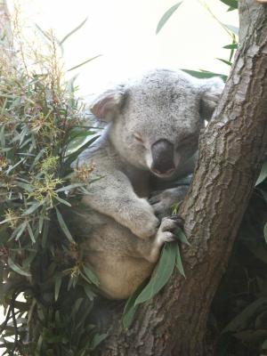 Koala-Bär im Zoo