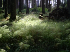 Farne in einer Waldlichtung