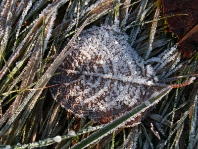 Eiskristalle auf Blatt