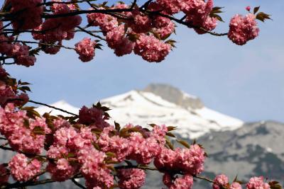 kirschblüte in chur