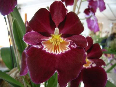 Orchidee 29