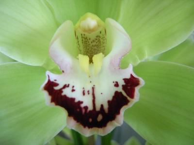Orchidee 37