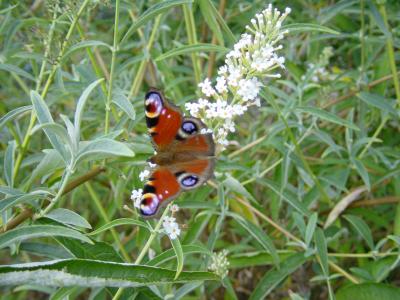 Schmetterling