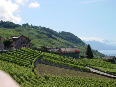 Weinbaugebiet am Genfersee