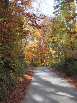 Herbstweg im Walde