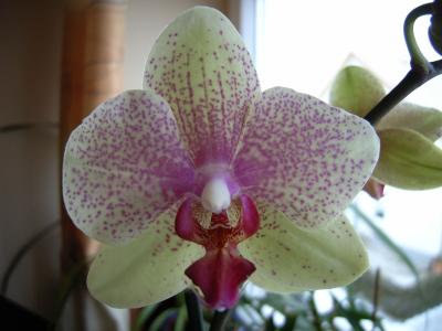 Orchidee 38