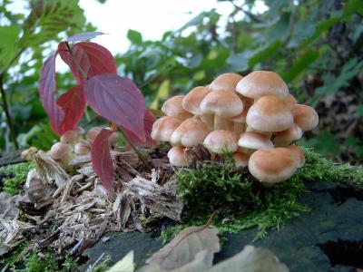 Pilze mit Herbstlaub
