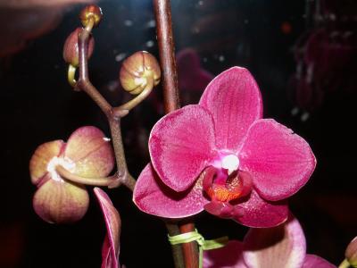 "Nur" eine weitere Orchidee