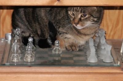 Schachgegner gesucht