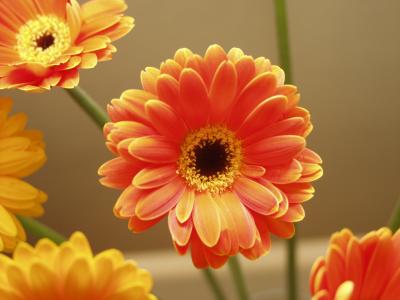 Gerbera orange