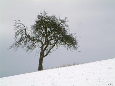 einsamer Baum