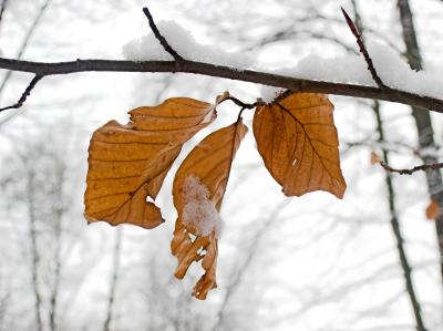 Buchenblätter sind zäh