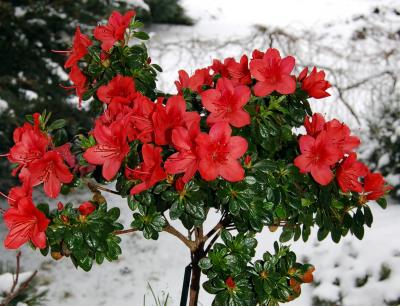 Azalee - fernöstliches Glückssymbol