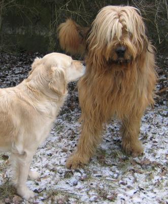 CHICA & CHEWBACCA