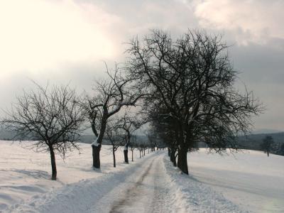 Winter-Allee