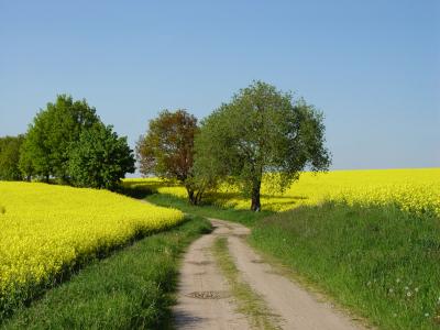 Der Feldweg ins Grüne