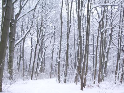 Schneeweg