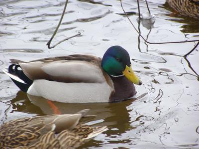 Ente im Teich