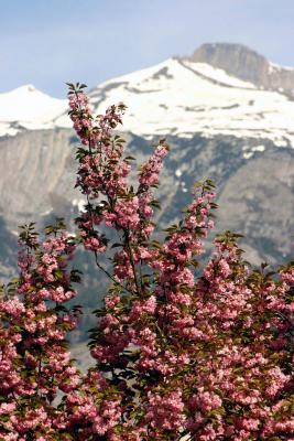 Kirschblüten und Berge in Graubünden