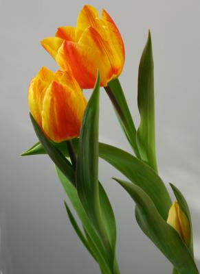 Ein Tulpen-Liebespaar