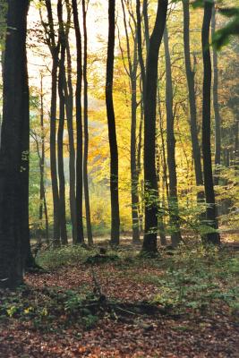 Herbstwald-04