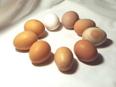 (k)ein Ei gleicht dem anderen 2